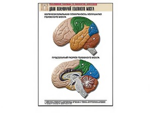Рельефная таблица "Доли полушарий головного мозга" (формат А1, матовое ламинирование) - fgospostavki.ru - Махачкала