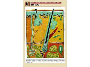 Рельефная таблица "Кожа. Разрез" (формат А1, матовое ламинирование) - fgospostavki.ru - Махачкала