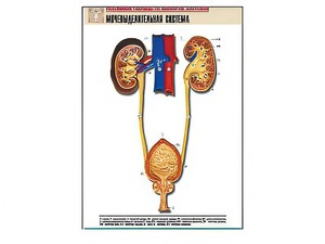 Рельефная таблица "Мочевыделительная система" (формат А1, матовое ламинирование) - fgospostavki.ru - Махачкала