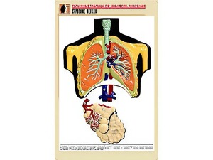 Рельефная таблица "Строение легких" (формат А1, матовое ламинирование) - fgospostavki.ru - Махачкала