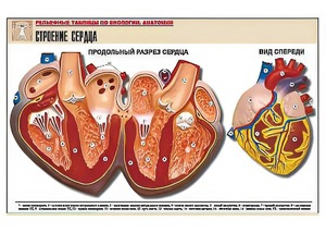 Рельефная таблица "Строение сердца" (формат А1, матовое ламинирование) - fgospostavki.ru - Махачкала