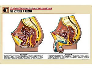 Рельефная таблица "Таз мужской и женский" (формат А1, матовое ламинирование) - fgospostavki.ru - Махачкала