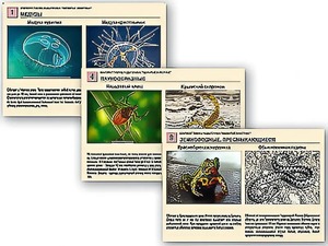 Комплект таблиц раздаточных "Ядовитые животные" - fgospostavki.ru - Махачкала