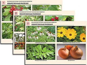 Комплект таблиц по ботанике раздаточных "Многообразие растений. Лекарственные и ядовитые" раздаточные (16 штук, А4, ламинированные) - fgospostavki.ru - Махачкала