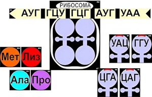 Модель-аппликация "Биосинтез белка" (ламинированная) - fgospostavki.ru - Махачкала