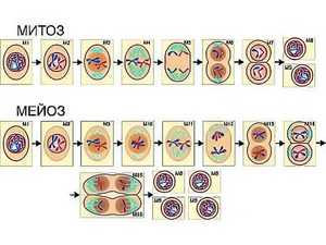 Модель-аппликация "Деление клетки. Митоз и мейоз" (ламинированная) - fgospostavki.ru - Махачкала