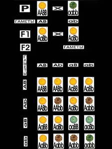 Модель-аппликация "Дигибридное скрещивание" (ламинированная) - fgospostavki.ru - Махачкала