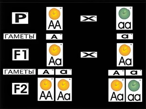 Модель-аппликация "Моногибридное скрещивание" (ламинированная) - fgospostavki.ru - Махачкала