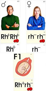 Модель-аппликация "Наследование резус-фактора" (ламинированная) - fgospostavki.ru - Махачкала