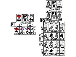 Модель-аппликация "Неполное доминирование и взаимодействие генов" (ламинированная) - fgospostavki.ru - Махачкала