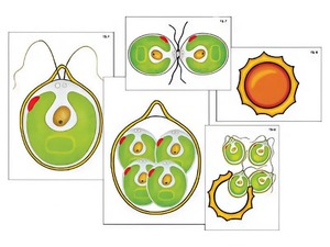 Модель-аппликация "Размножение одноклеточной водоросли" (ламинированная) - fgospostavki.ru - Махачкала