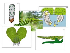 Модель-аппликация "Размножение папоротника" (ламинированная) - fgospostavki.ru - Махачкала