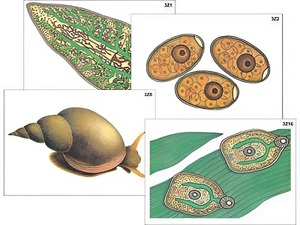 Модель-аппликация "Циклы развития печеночного сосальщика и бычьего цепня" (ламинированная) - fgospostavki.ru - Махачкала