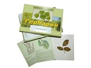 Гербарий "Дикорастущие растения" (30 видов, с иллюстрациями) - fgospostavki.ru - Махачкала