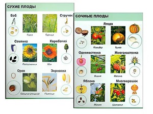 Коллекция "Семена и плоды" - fgospostavki.ru - Махачкала
