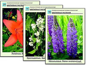Гербарий фотографический "Основные группы растений" - fgospostavki.ru - Махачкала