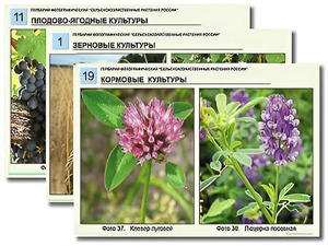 Гербарий фотографический "Сельскохозяйственные растения России" - fgospostavki.ru - Махачкала