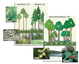 Гербарий фотографический "Растительные сообщества. Лес" (раздаточный) - fgospostavki.ru - Махачкала