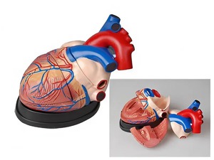 Модель сердца в разрезе (демонстрационная) - fgospostavki.ru - Махачкала