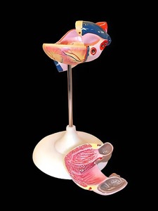 Модель сердца (лабораторная) - fgospostavki.ru - Махачкала