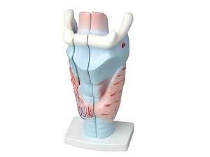 Модель гортани в разрезе - fgospostavki.ru - Махачкала