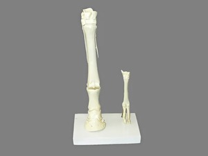 Модель "Скелет конечностей лошади и овцы" (на подставке) - fgospostavki.ru - Махачкала