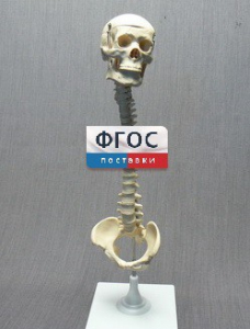 Модель "Позвоночник с черепом и тазом" - fgospostavki.ru - Махачкала