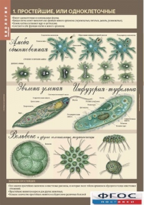 Комплект таблиц. Биология 7 класс. Животные. - fgospostavki.ru - Махачкала