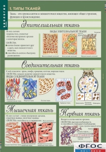 Комплект таблиц. Биология 8-9 класс. Человек. - fgospostavki.ru - Махачкала