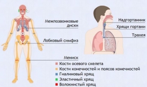 Интерактивные курсы. Биология 9 класс. Базовый. - fgospostavki.ru - Махачкала