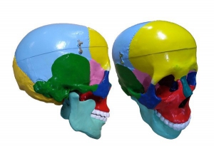 Модель "Череп" (с раскрашенными костями) - fgospostavki.ru - Махачкала