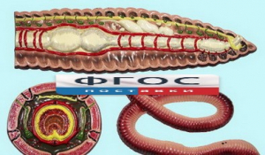 Модель барельефная "Внутреннее строение дождевого червя" - fgospostavki.ru - Махачкала