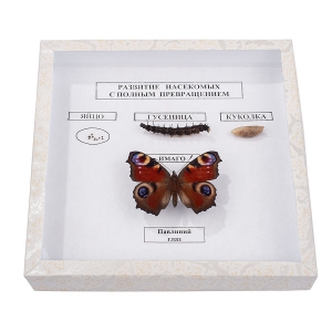 Коллекция энтомологическая "Развитие насекомых с полным превращением" - fgospostavki.ru - Махачкала