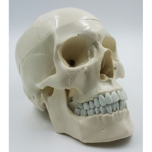 Модель "Череп" (белый) - fgospostavki.ru - Махачкала