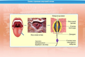 Интерактивные курсы. Биология 10 класс. Базовый. - fgospostavki.ru - Махачкала