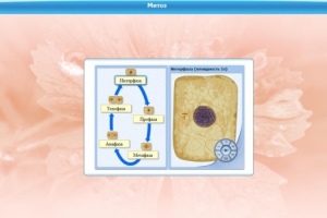 Интерактивные курсы. Биология 6 класс. Базовый - fgospostavki.ru - Махачкала