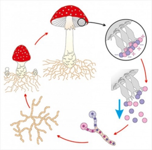 Модель-аппликация Размножение шляпочного гриба - fgospostavki.ru - Махачкала