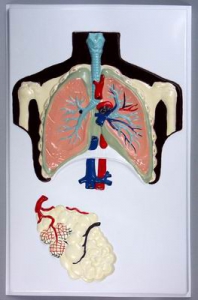 Модель барельефная "Строение легких" - fgospostavki.ru - Махачкала