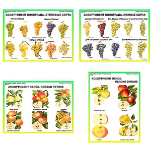 Плакаты ПРОФТЕХ "Ассортимент плодово-ягодных культур" (19 пл, винил, 70х100) - fgospostavki.ru - Махачкала