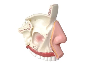 Модель носа в разрезе - fgospostavki.ru - Махачкала