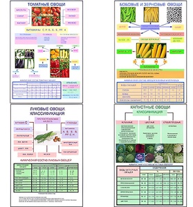 Плакаты ПРОФТЕХ "Классификация овощей" (11 пл, винил, 70х100) - fgospostavki.ru - Махачкала