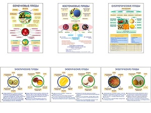 Плакаты ПРОФТЕХ "Плоды" (6 пл, винил, 70х100) - fgospostavki.ru - Махачкала