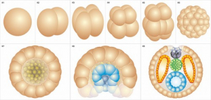 Модель-аппликация Размножение и развитие хордовых - fgospostavki.ru - Махачкала
