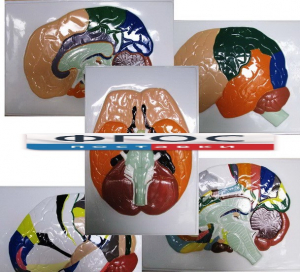 Модель барельефная "Доли, извилины, цитоархитектонические поля головного мозга" (5 планшетов) - fgospostavki.ru - Махачкала