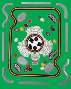 Модель-аппликация "Строение клетки" (набор из 54 пластмассовых фигур) - fgospostavki.ru - Махачкала