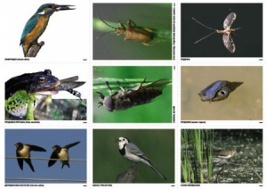 Комплект таблиц Природные зоны России. Сообщества (комплект 18 таблиц) - fgospostavki.ru - Махачкала