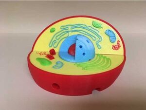 Модель растительной клетки - fgospostavki.ru - Махачкала