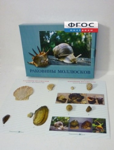 Коллекция "Раковины моллюсков" - fgospostavki.ru - Махачкала