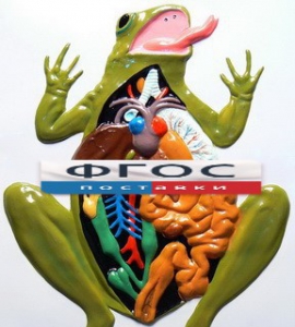 Модель барельефная "Внутреннее строение лягушки" - fgospostavki.ru - Махачкала