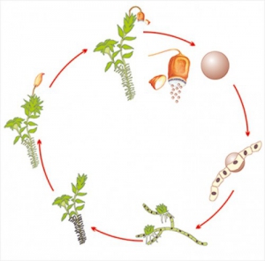 Модель-аппликация Размножение мха - fgospostavki.ru - Махачкала